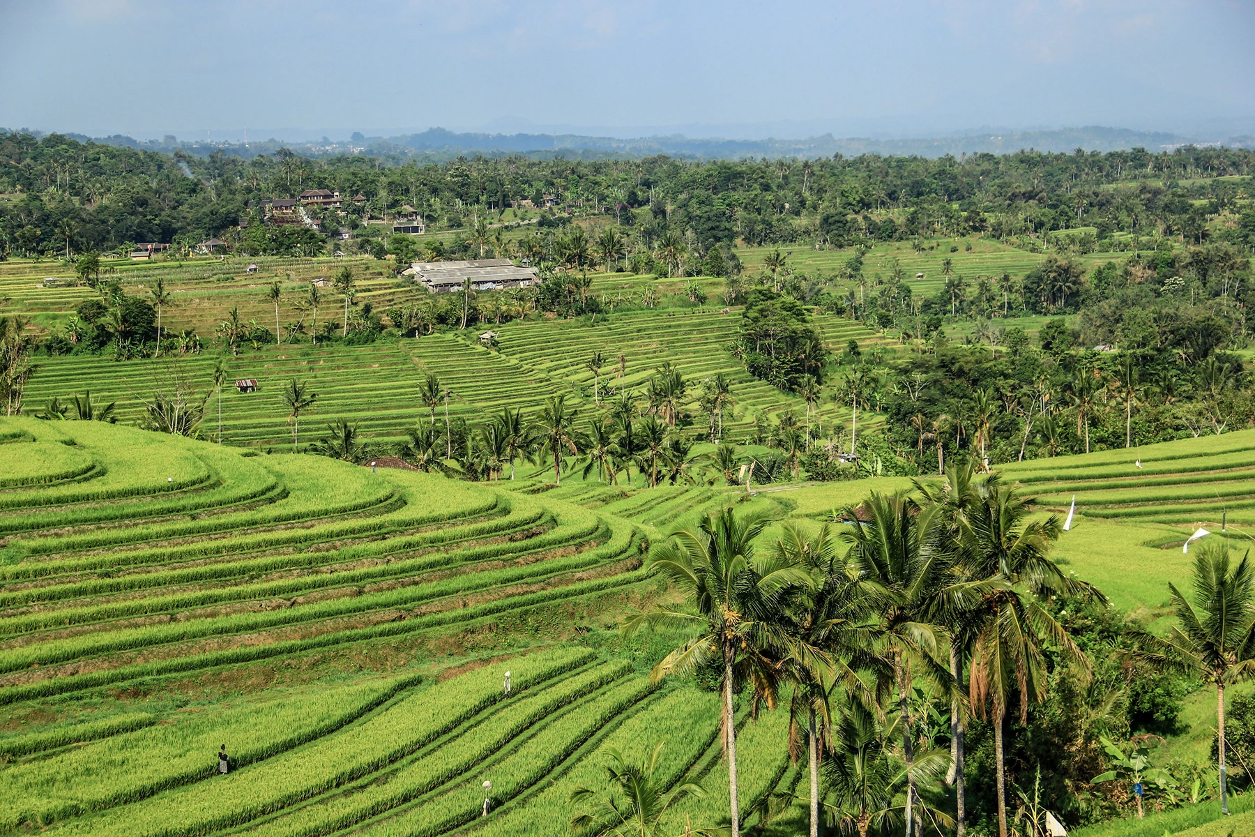 Private Jatiluwih Full Day Tour