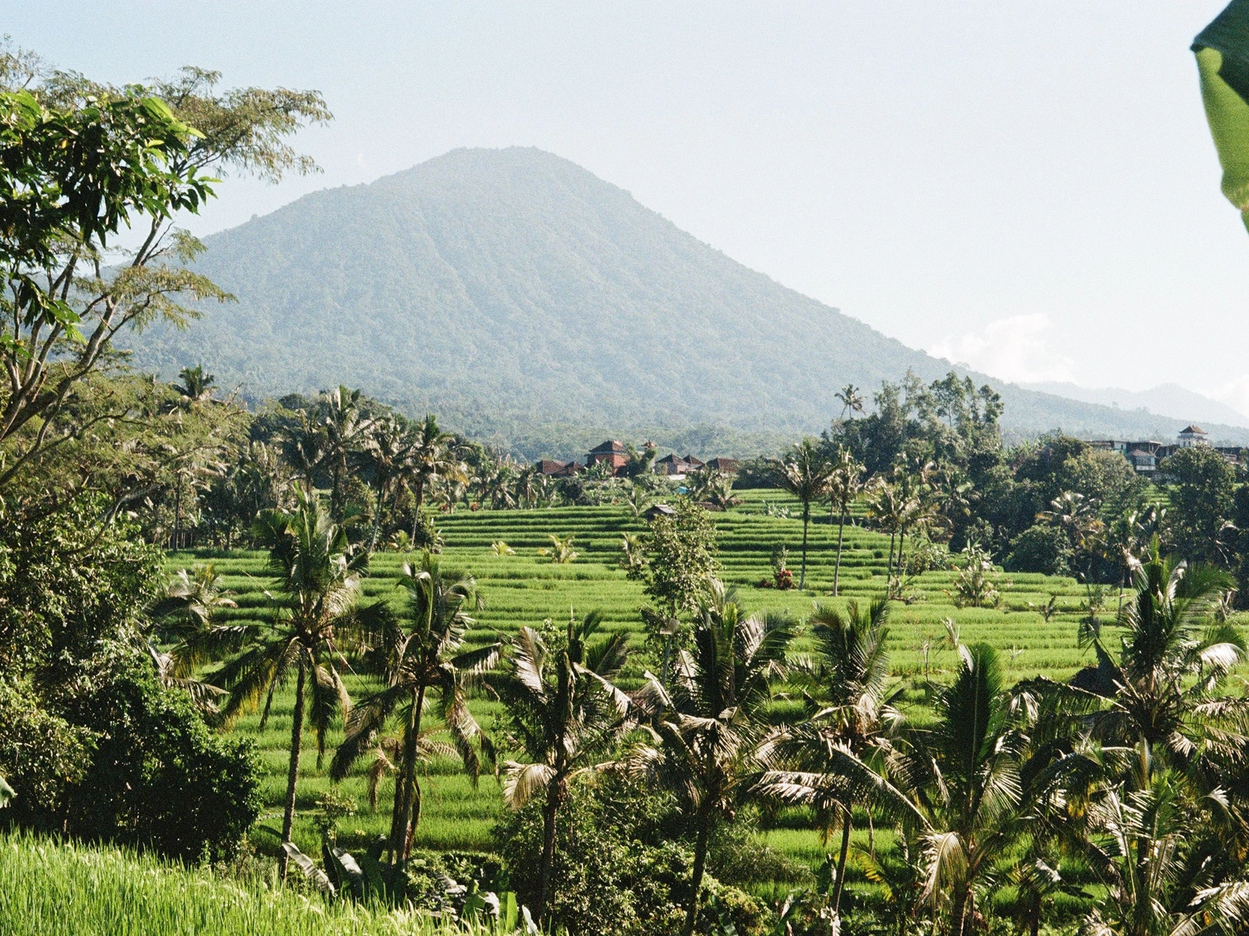 Jatiluwih Rice Terrace and Rice Fields in Bali