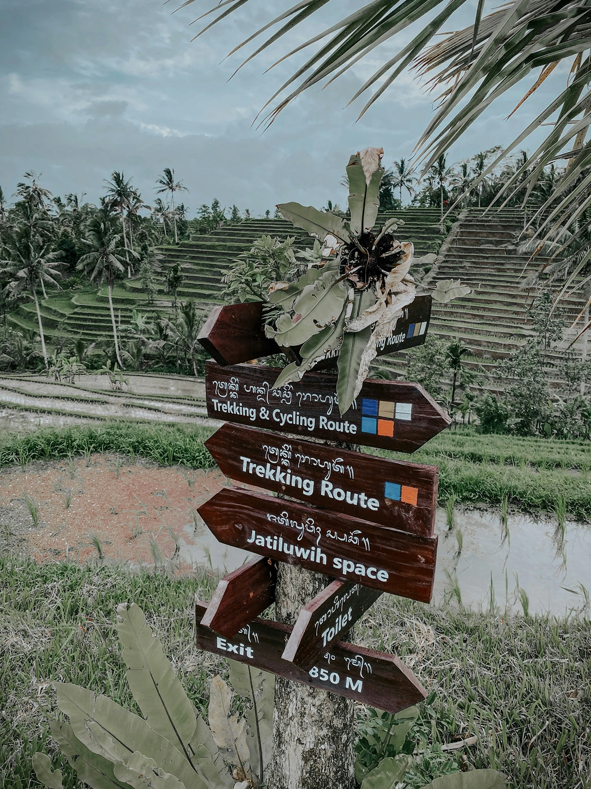 Trekking through Jatiluwih Rice Terraces in Bali