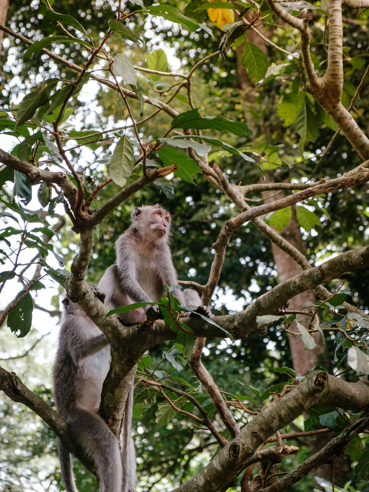 Monkey Forest Ubud
