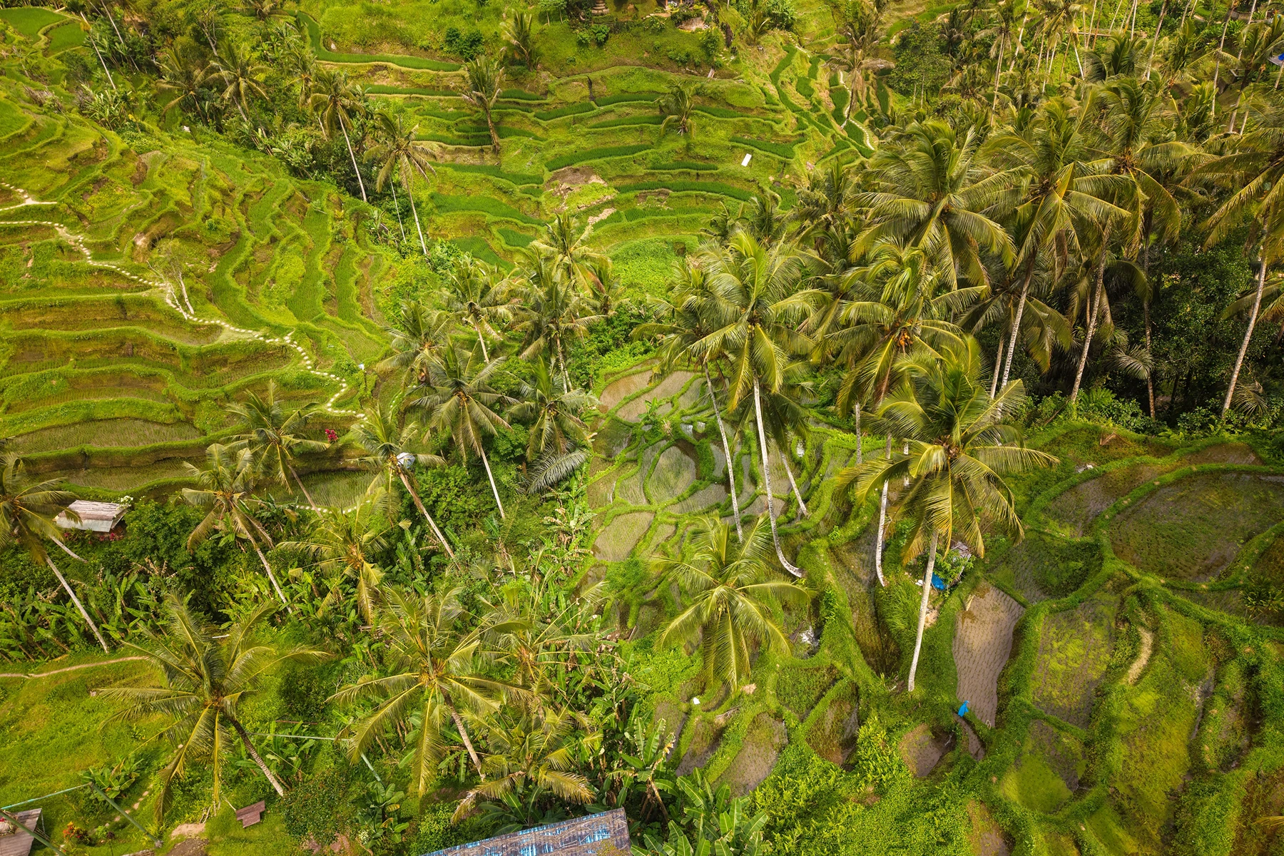 Tegalalang Rice Terrace Ubud