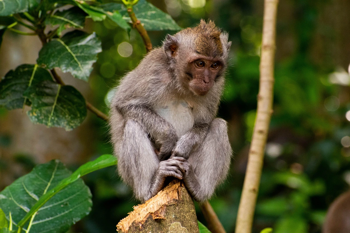 Sacred Monkey Forest Sanctuary