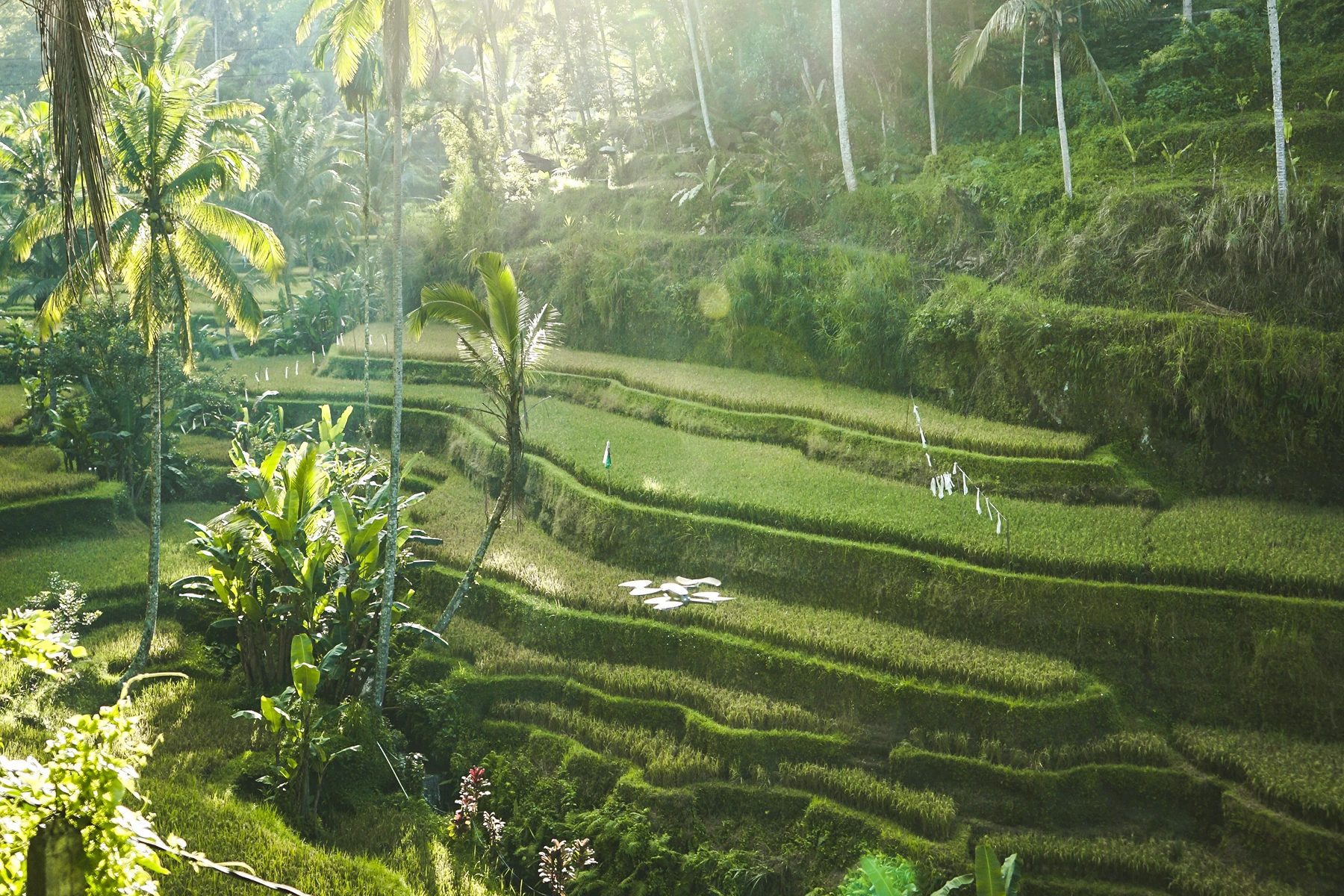 Ubud Half Day Tour