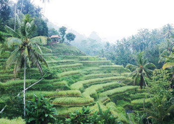 ubud rice field