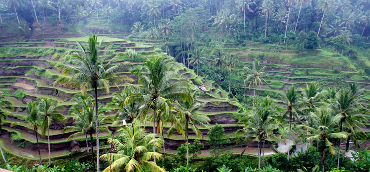 Bali Culture And Natural Tour