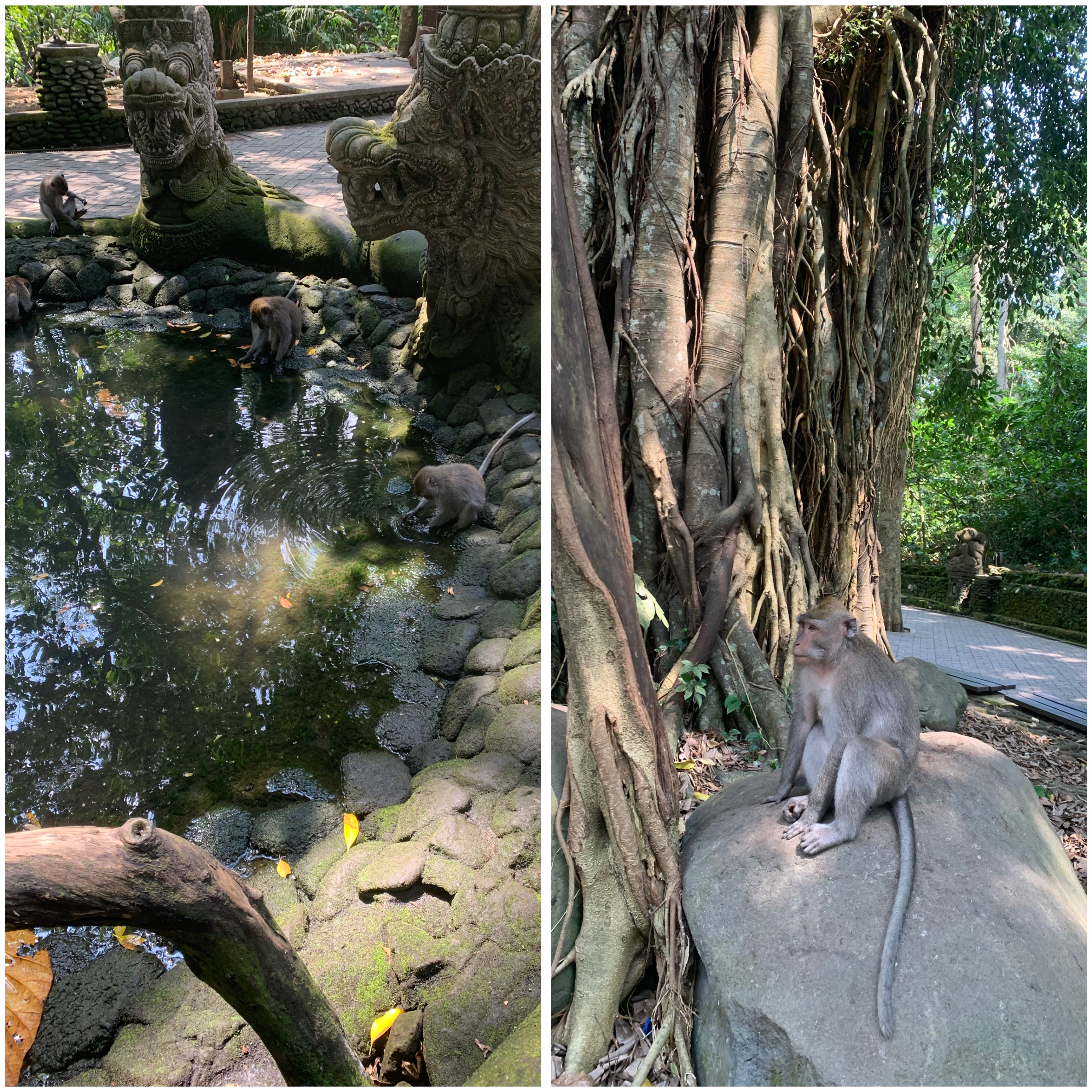 Monkey forest ubud